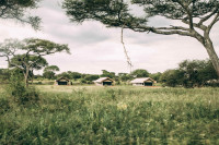 We've created a camp in the brilliance of a lush green forest 