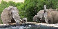 Lodge Visitors