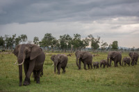 Elephants