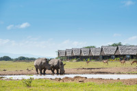 White rhinos at the watering hole