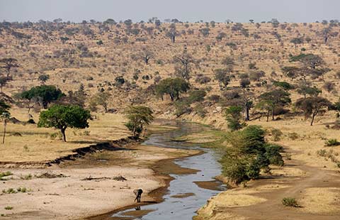Tarangire National Park, Tanzania