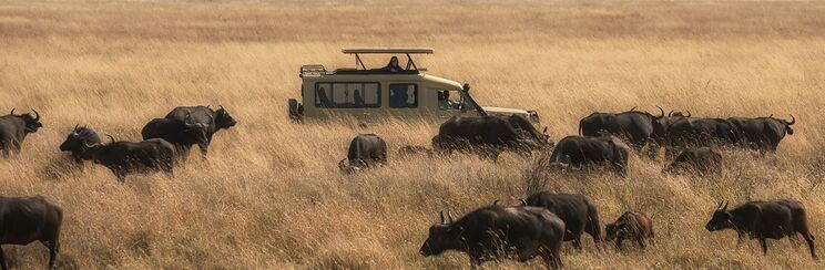 Safari landscape