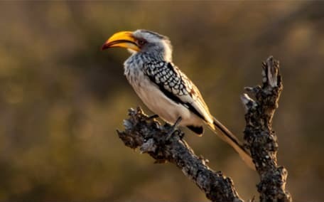 Birding