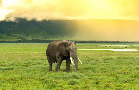 Safari landscape
