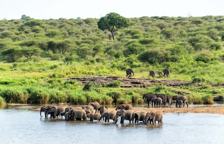 Safari landscape