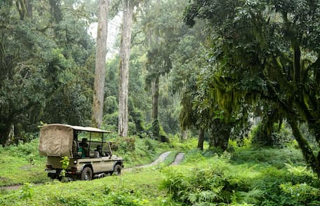 Safari landscape