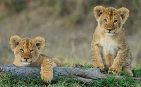 Wildlife