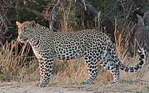 South Africa