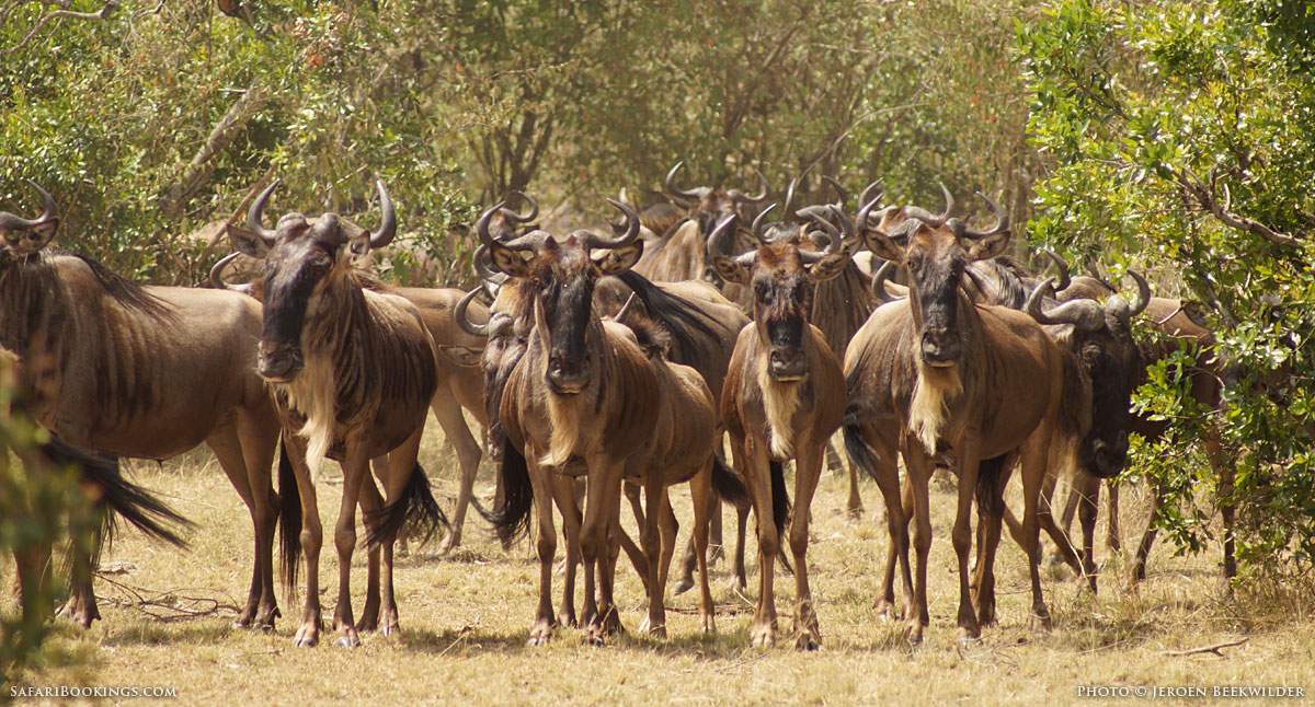 5 Fascinating Facts About the Blue Wildebeest