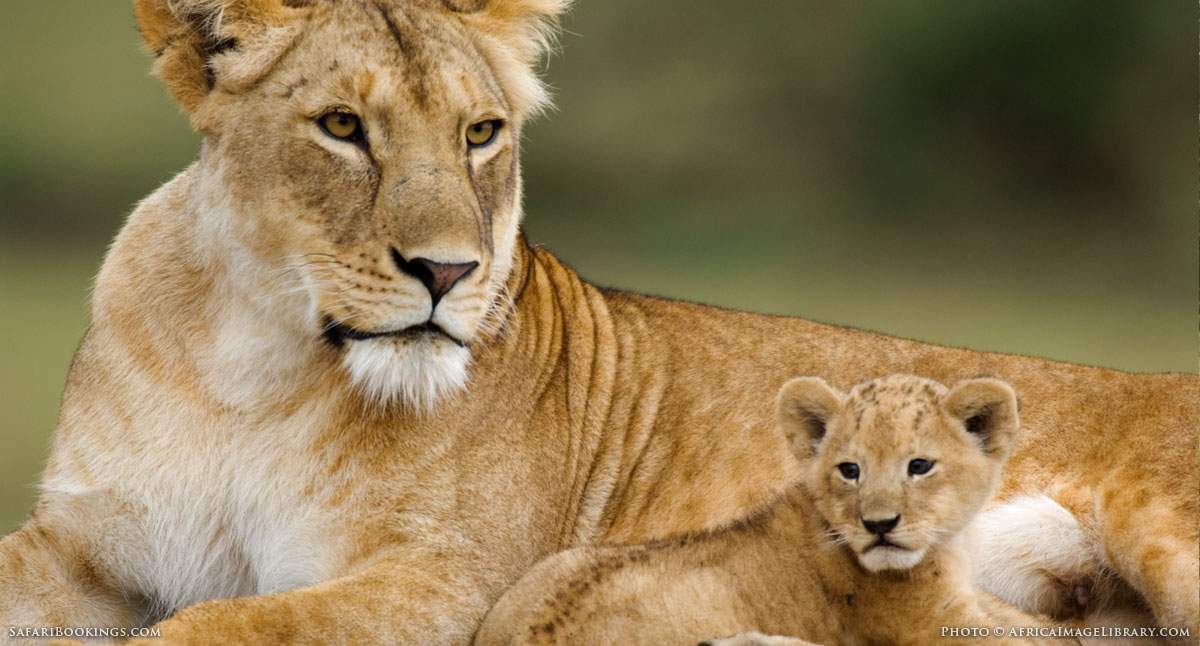 Africa's Best Safari Country of 2017