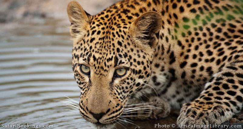 Leopard drinking (Panthera pardus), Sabi Sands, Greater Kruger National Park, South Africa