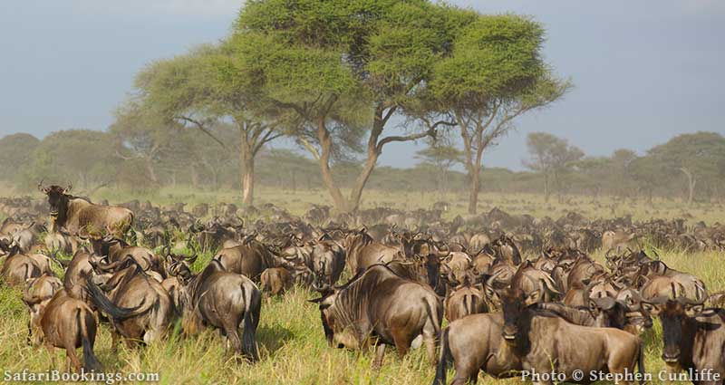 Wildebeest in Serengeti National Park in Tanzania