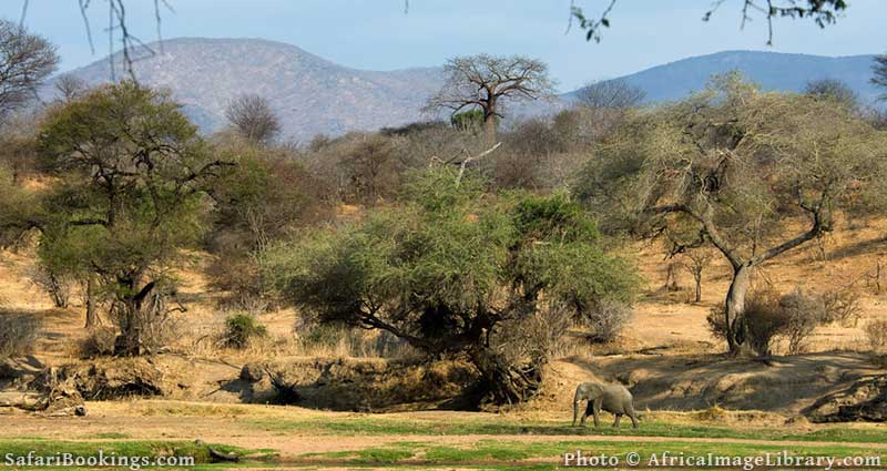 Elephant in Ruaha National Park, Tanzania