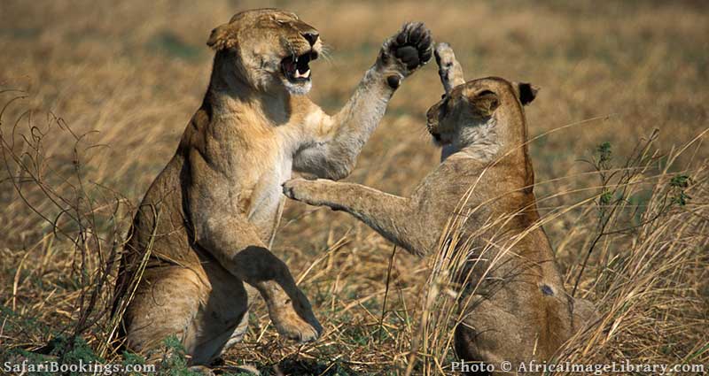 Lions playing in Katavi National Park, Tanzania