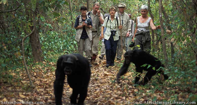 Chimp trekking in Mahale Mountains, Tanzania