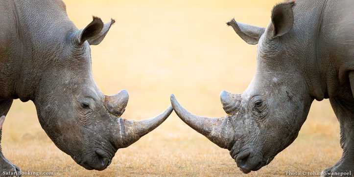 Top 12 Best Places To See Rhinos on Safari in Africa