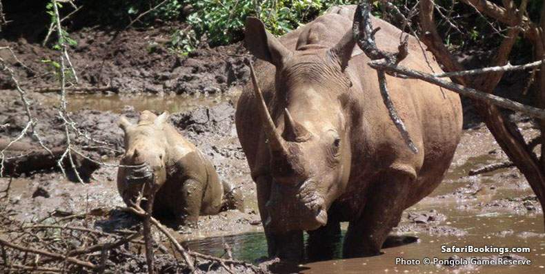 Rhino with calf in Pongola Game Reserve. Zululand, South Africa