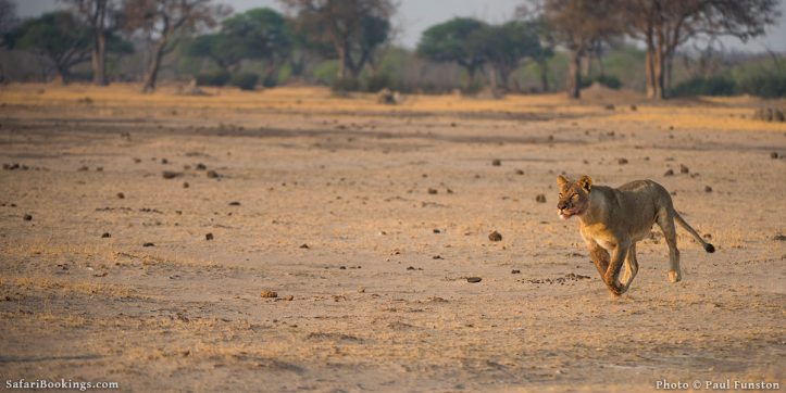 The Last Lions of Africa. A Book by Anthony Ham