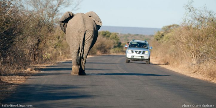 Kruger Activities – Things To Do in Kruger National Park
