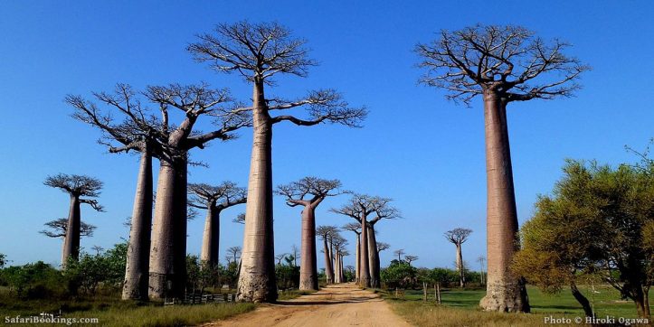 Top 15 Best Things to See and Do in Madagascar
