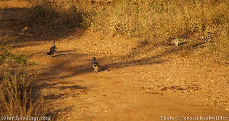 Kruger National Park, South Africa