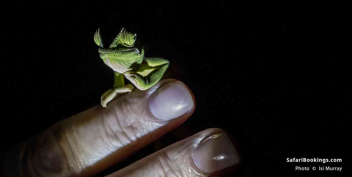 iSimangaliso Wetland Park Night Drive