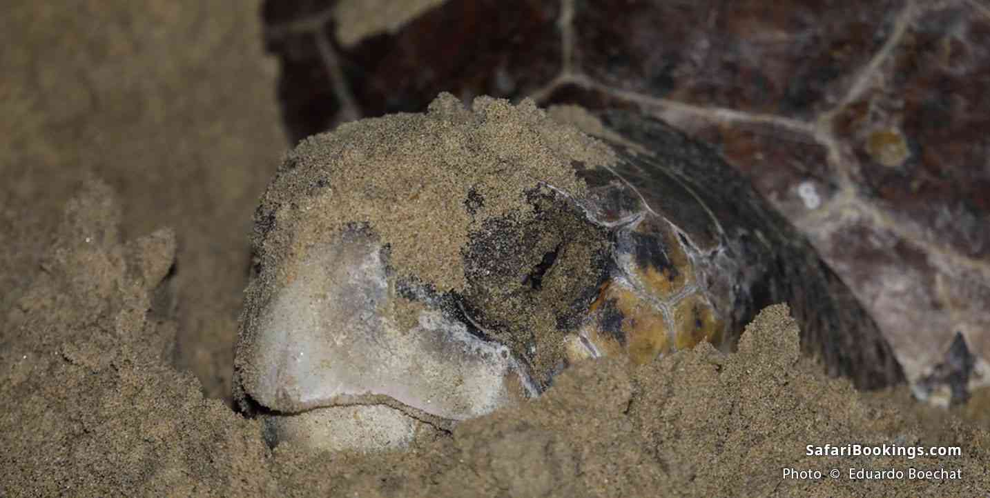 Close up of Turtle laying eggs at iSimangaliso Wetland Park, South Africa