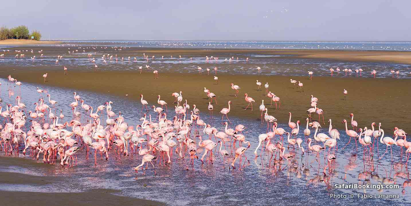 Flock of flamingos at Walvis Bay, Namibia