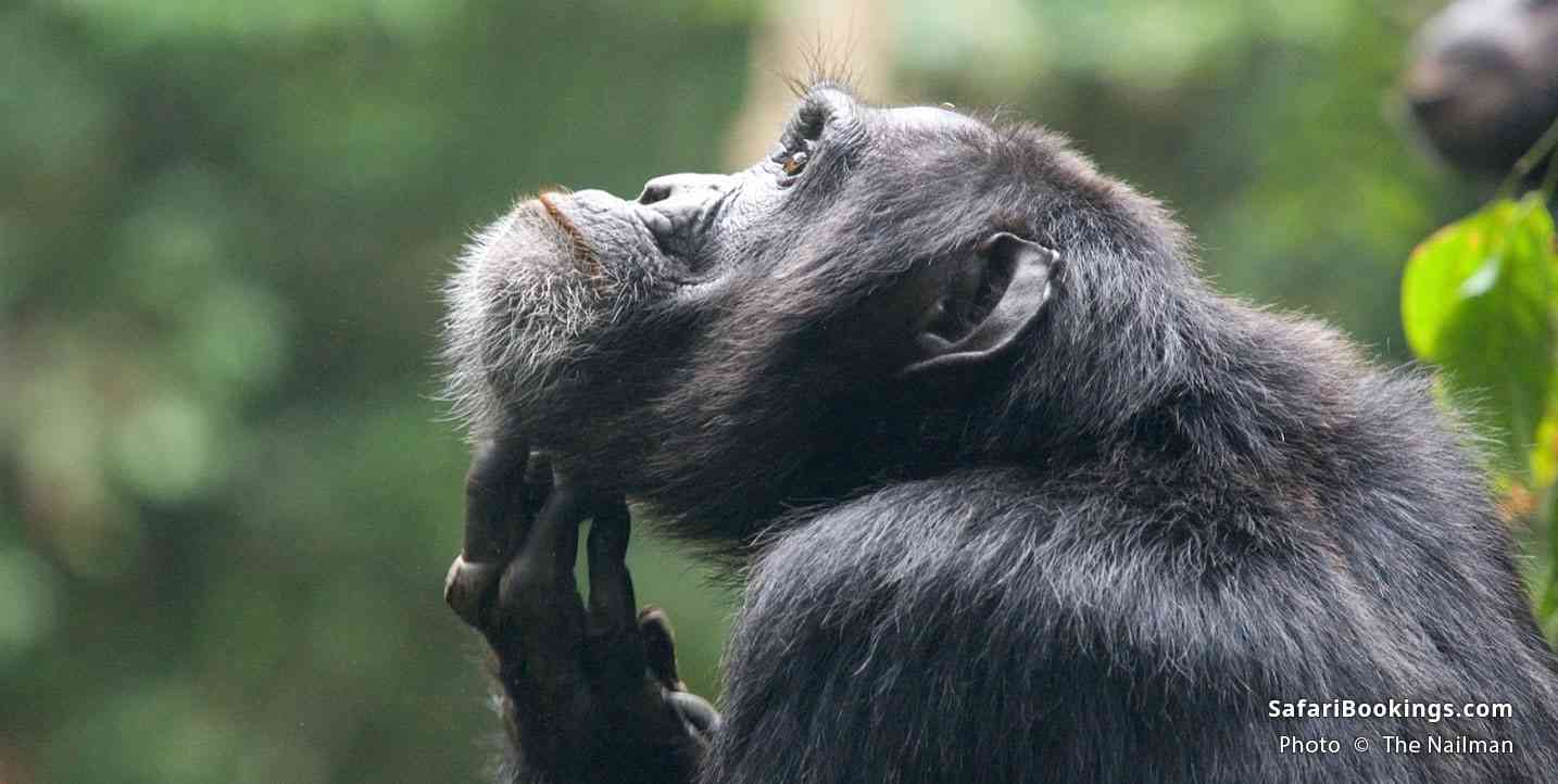 Chimpanzee