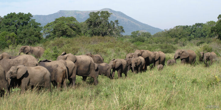 Top 6 Best Game Reserves for Safaris in KwaZulu-Natal (KZN)