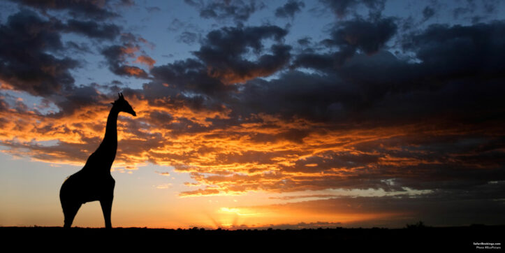 Where To See Giraffes in Africa – The 10 Best Places To Go
