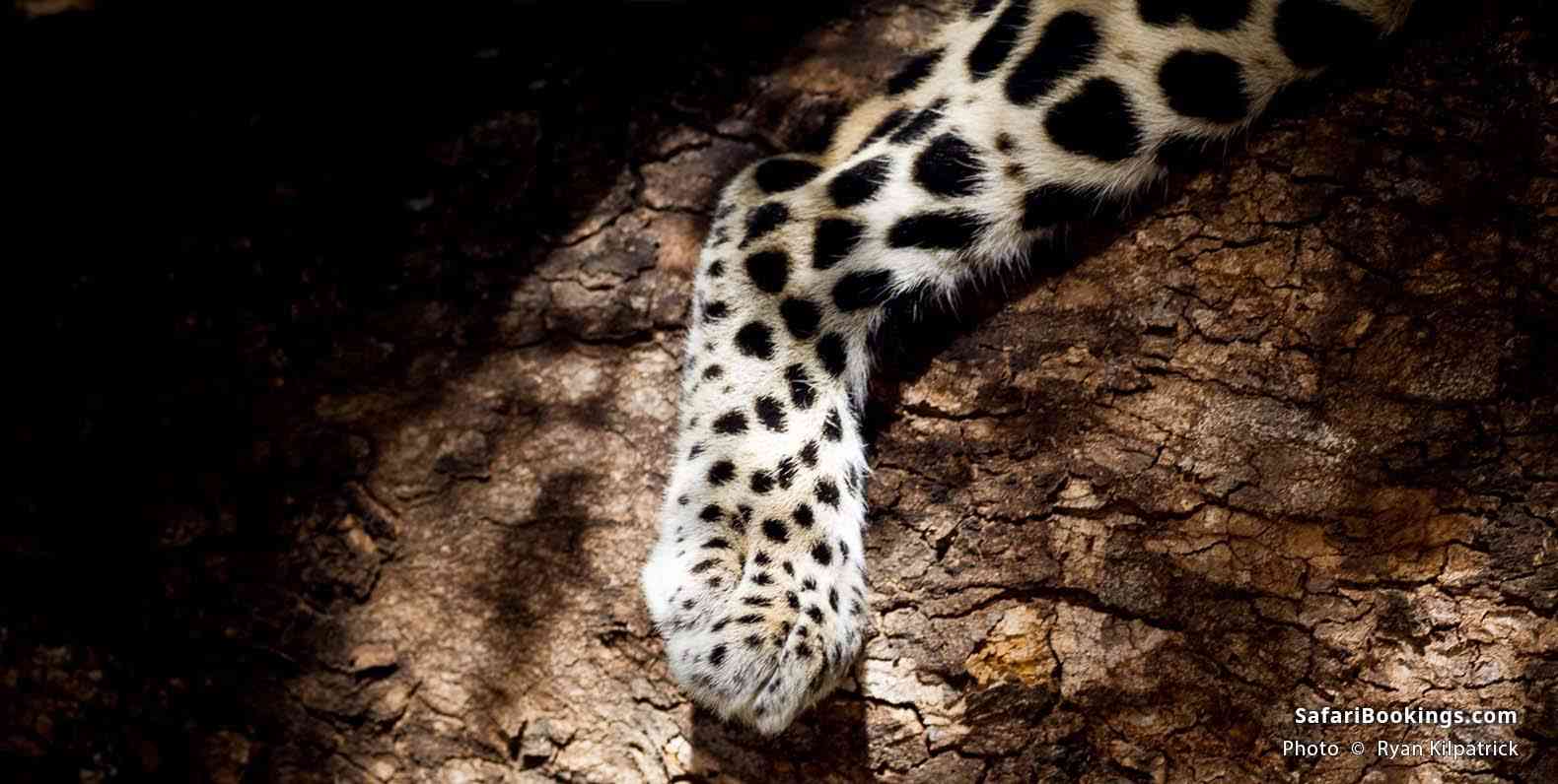 Leopard paw