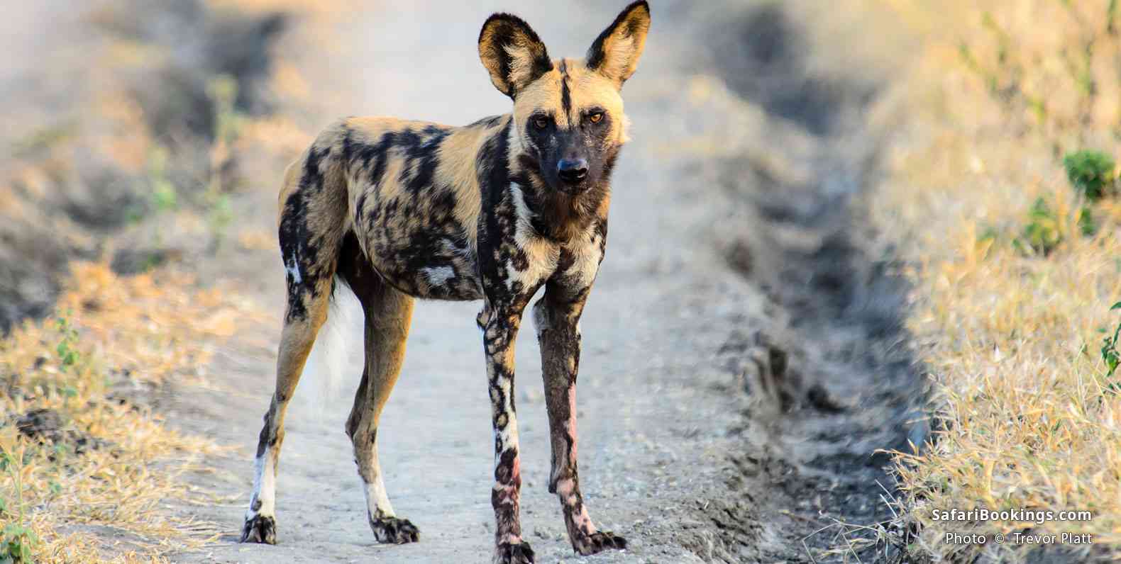African Wild Dog standing on a track at Nyerere (Selous) National Park