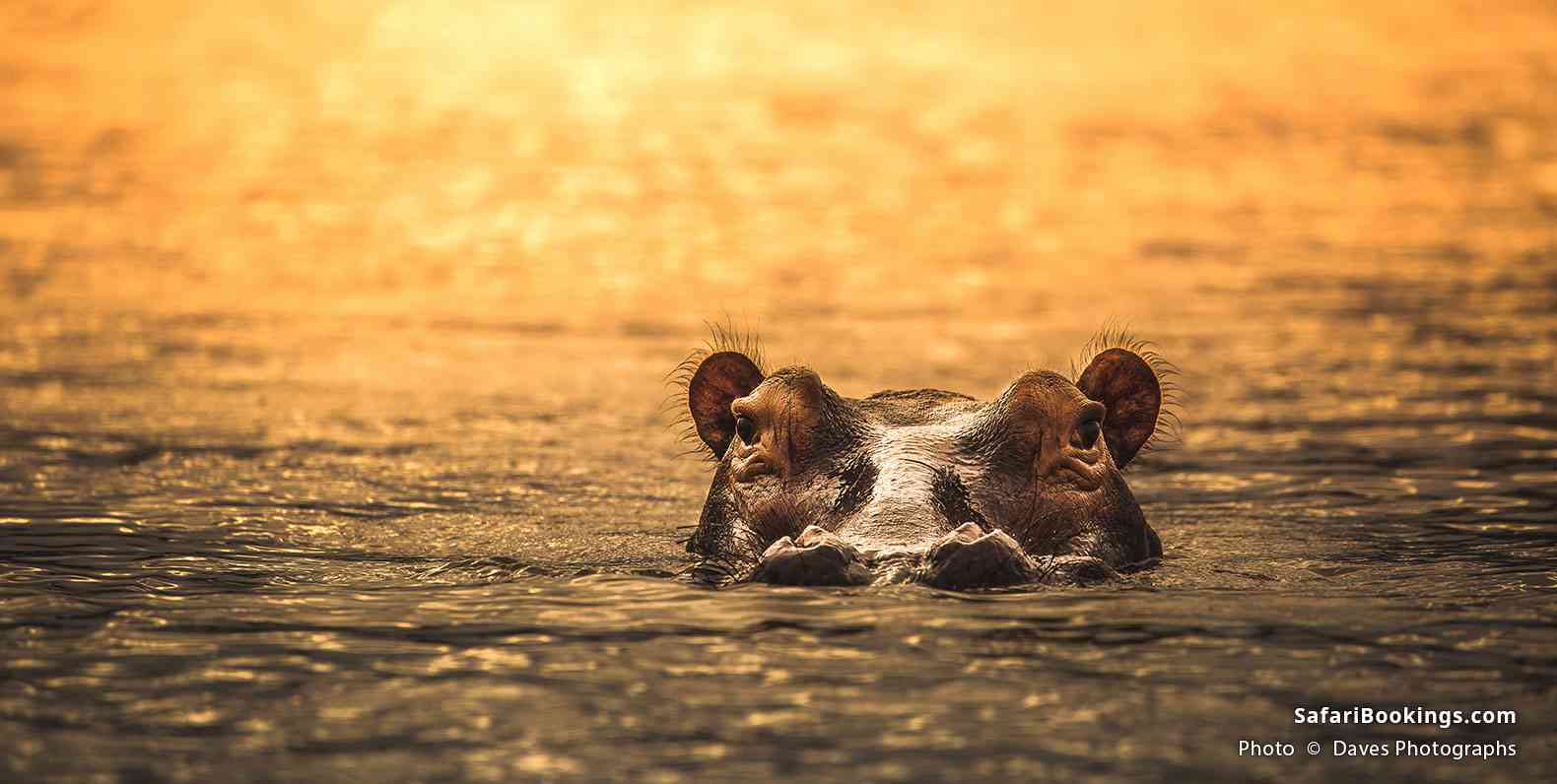Hippo in the water at Nyerere (Selous) National Park
