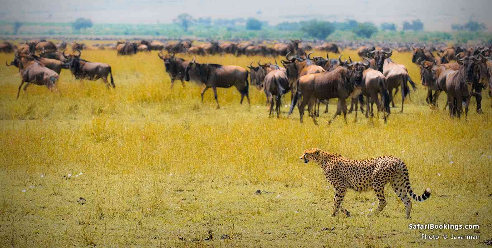 Cheetah hunting at Masai Mara National Reserve