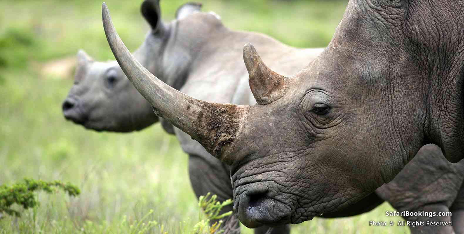 Rhino with calf