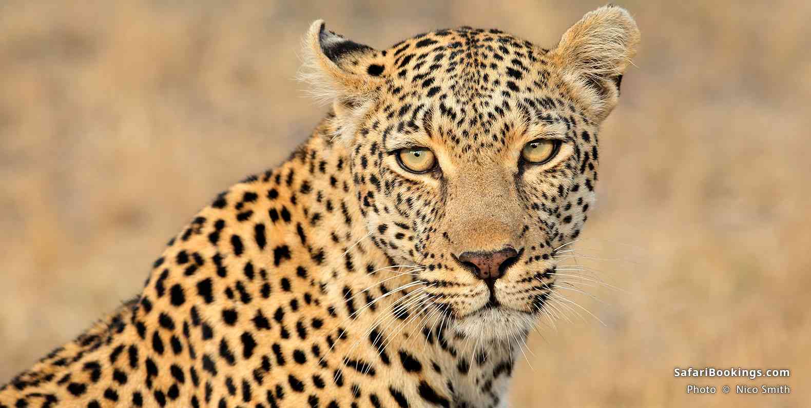 Leopard portrait