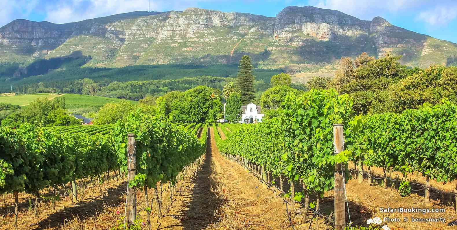 Stellenbosch wine region with Thelema Mountain