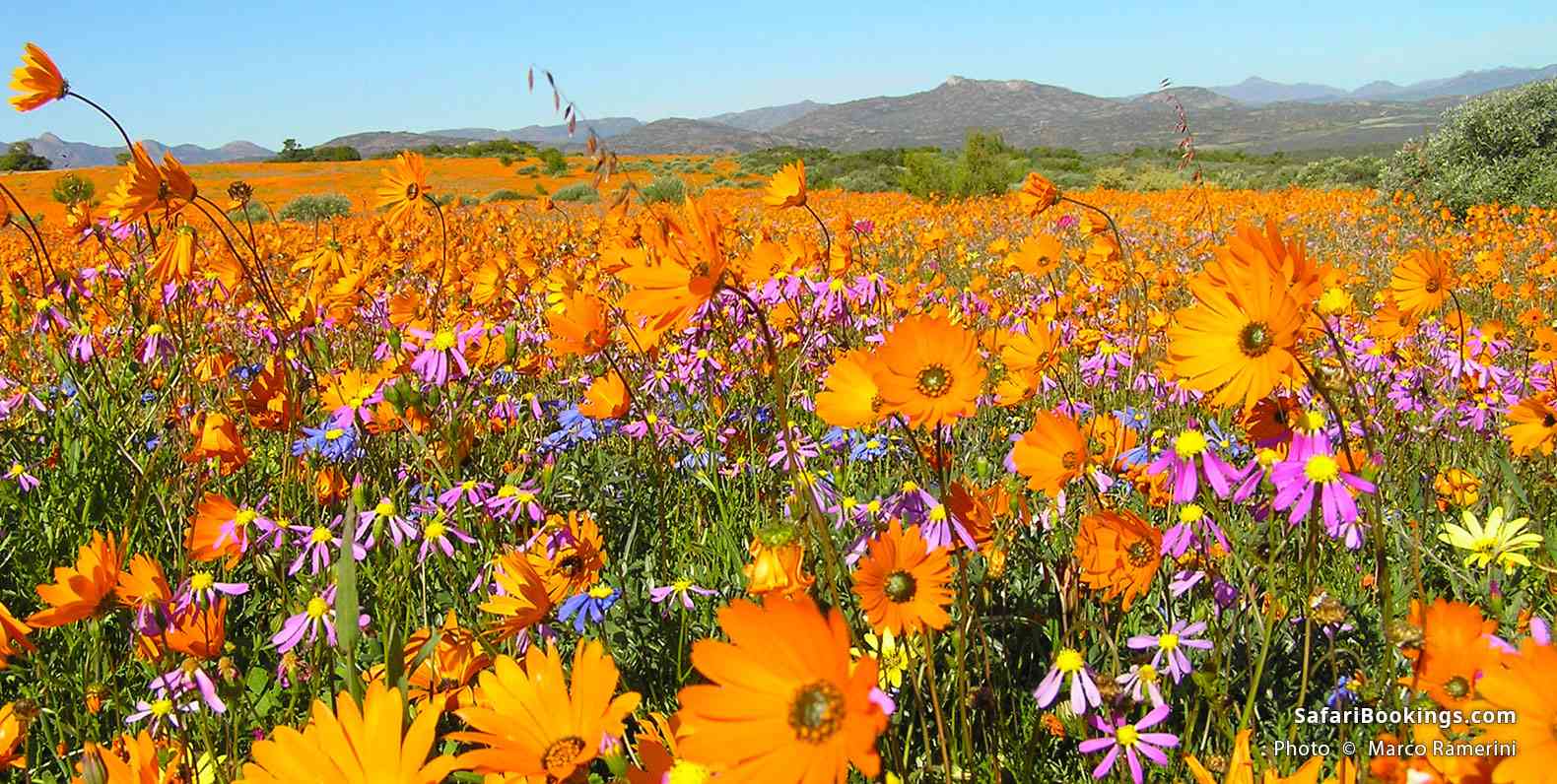 Carpet of spring flowers