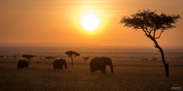 Kenya vs Tanzania: Which Is Better for an African Safari?