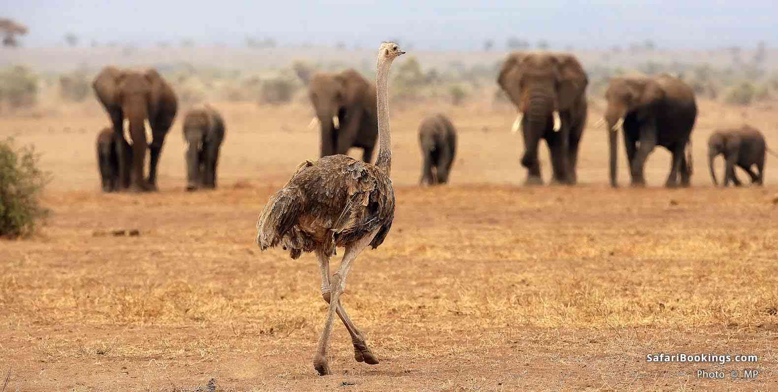 Ostrich meeting elephants at Amboseli National Park