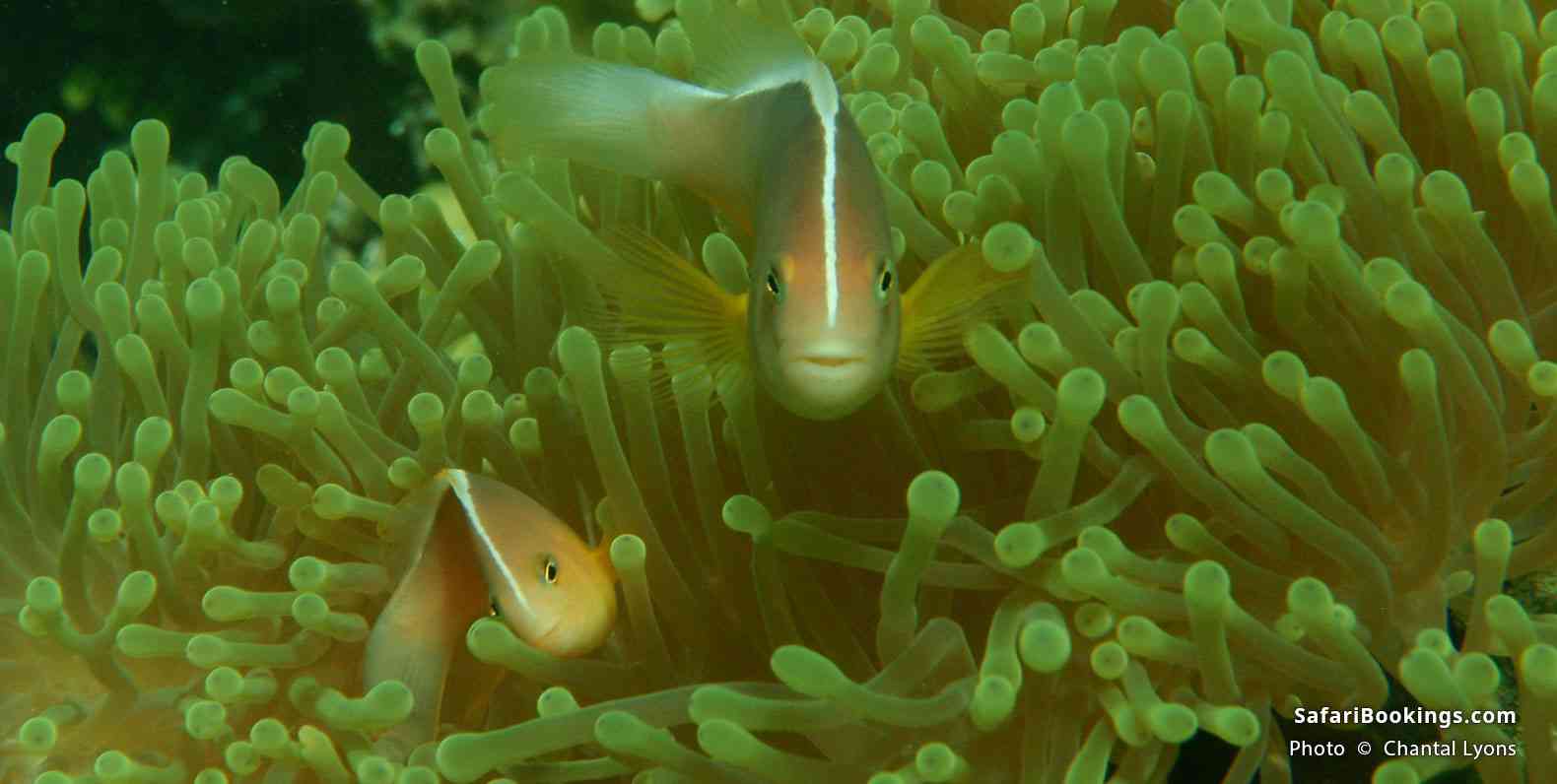 Clown fish at Watamu Beach in Kenya