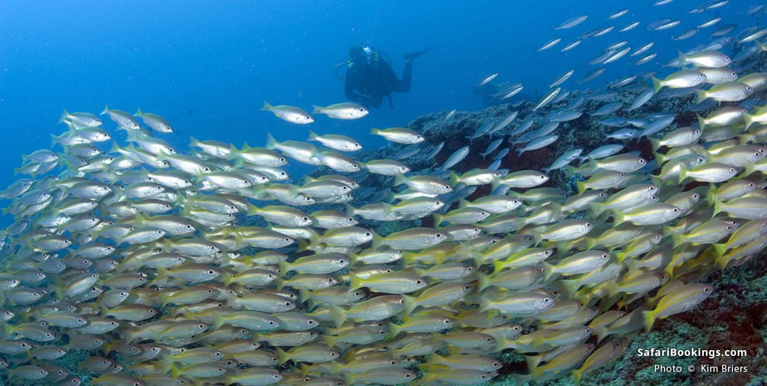 Scuba diving near Diani beach