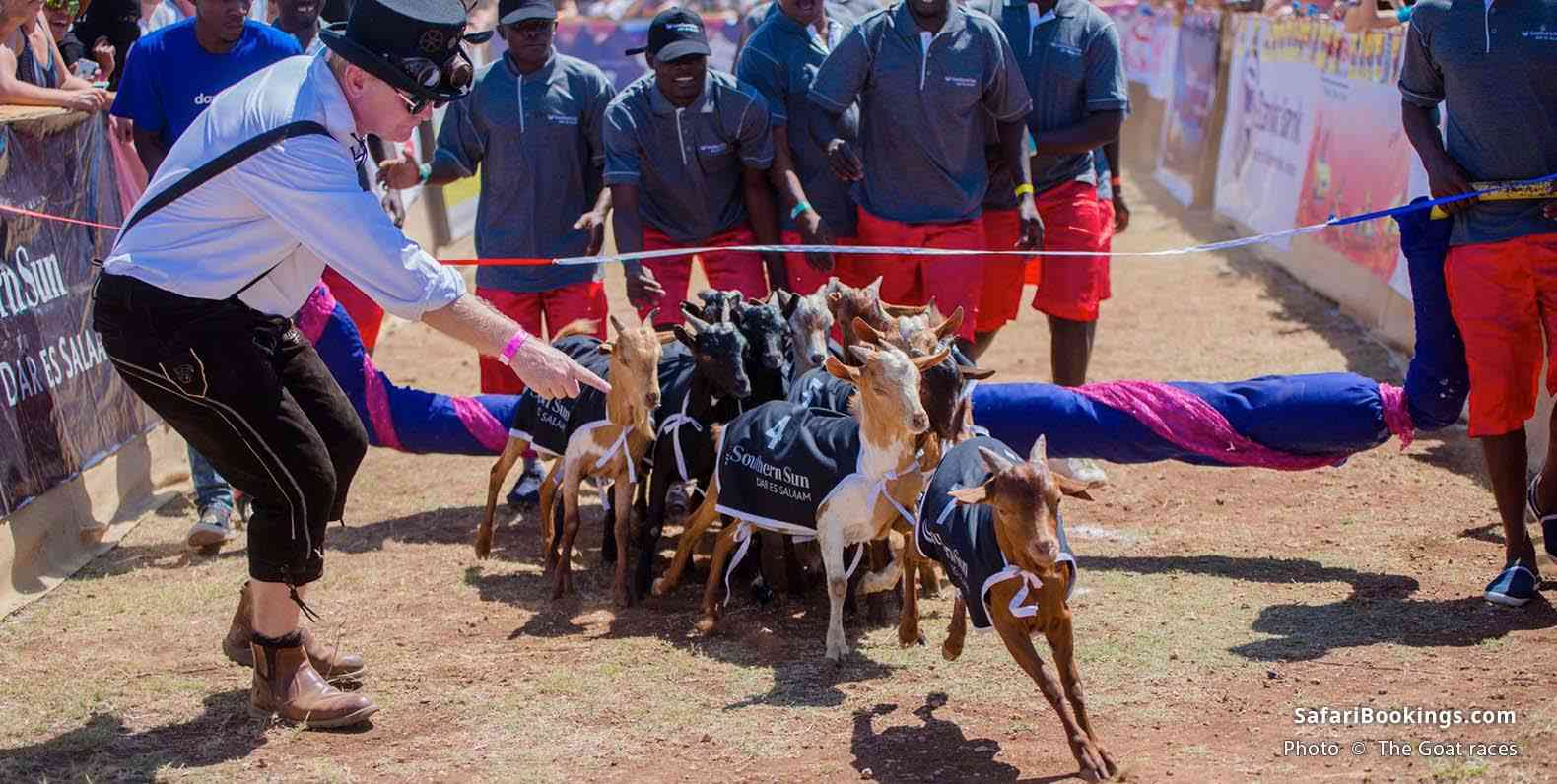 The Goat Races