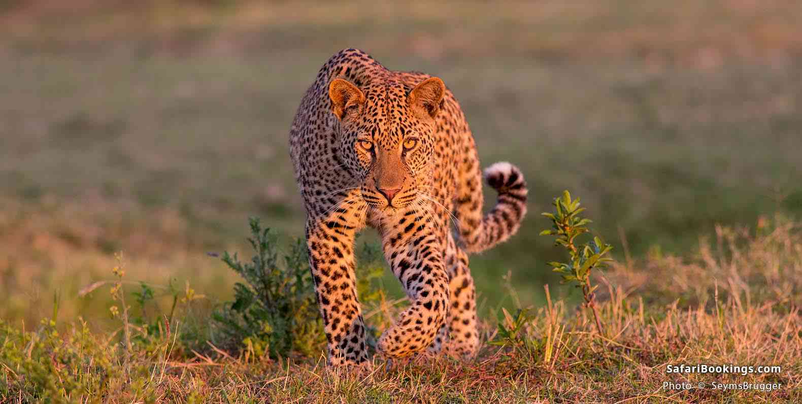 Leopard walking