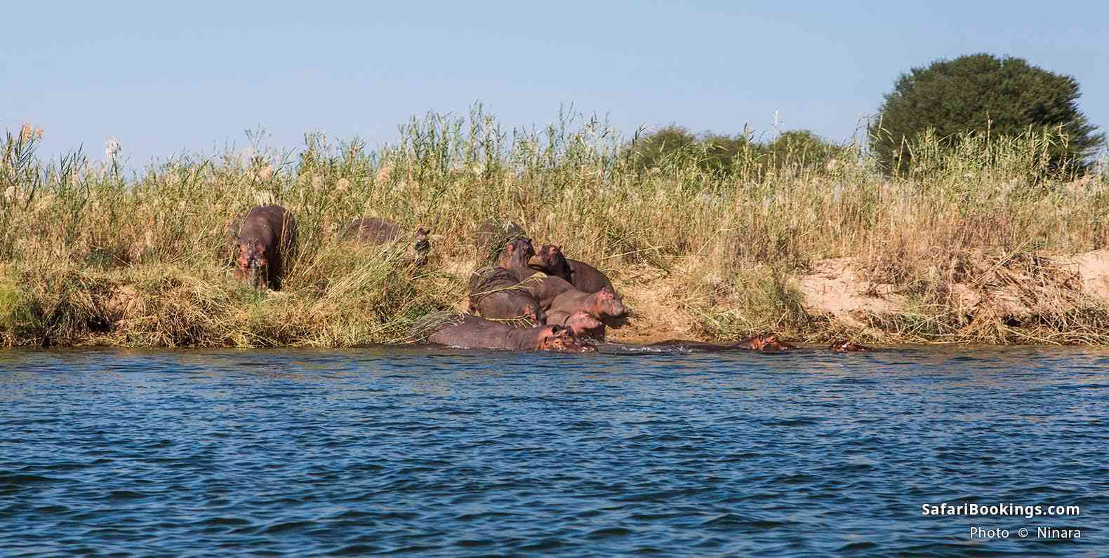 Canoeing on the Zambezi River