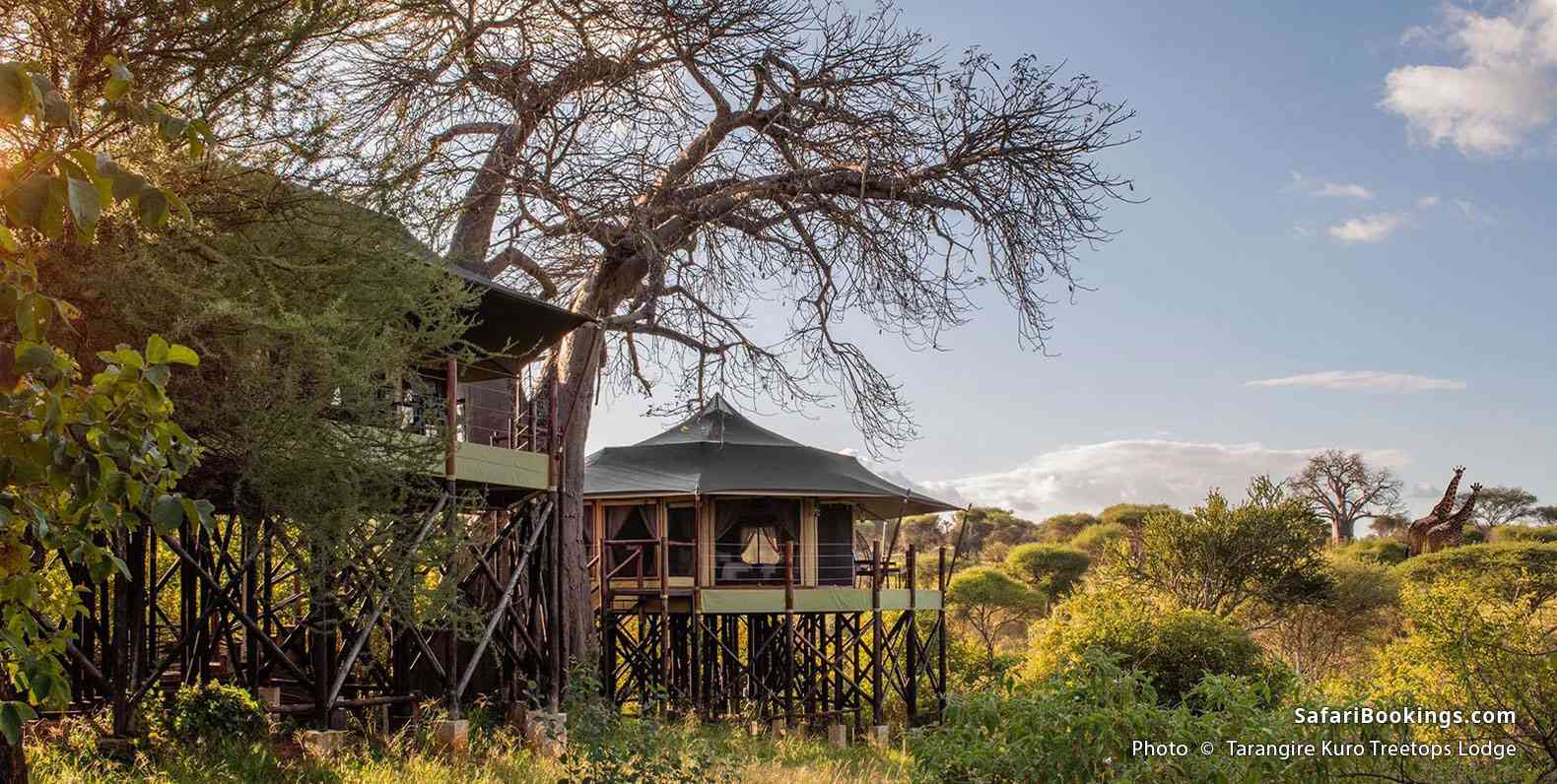 Tarangire Kuro Treetops Lodge
