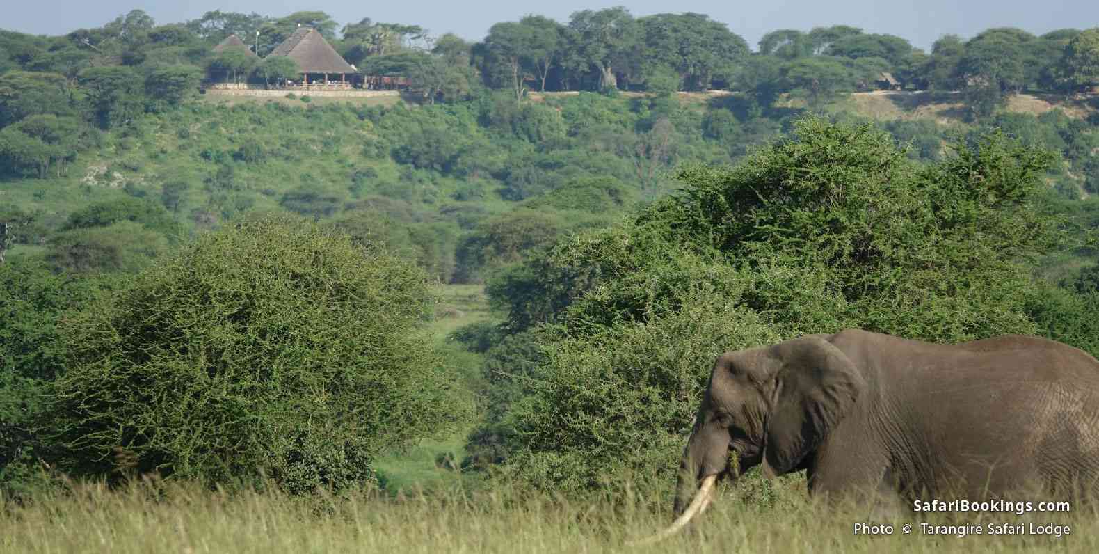 Tarangire Safari Lodge