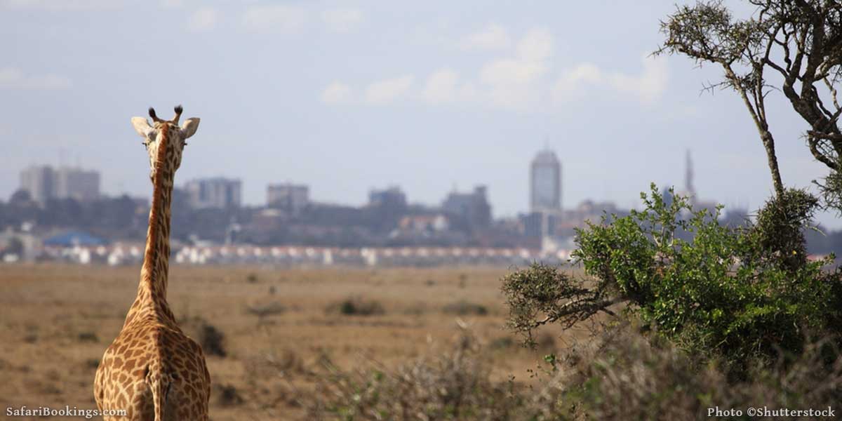 Best Safari Parks and Game Reserves Near Nairobi