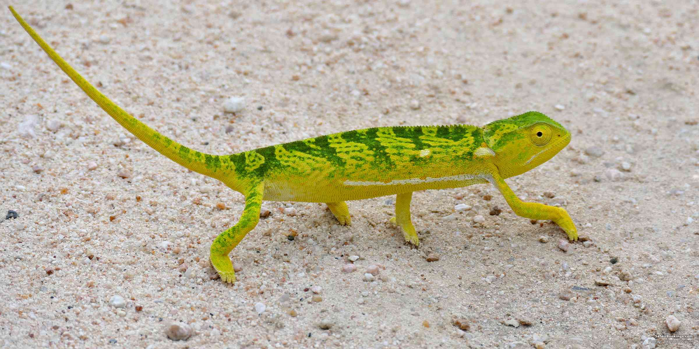 5 Fascinating Facts About the Flapneck Chameleon